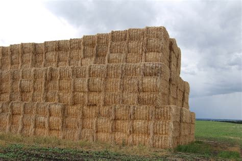 Square hay bales - The cost of a bale of hay will depend on the size of the bale, shape, quantity, and the quality hay, but also on location. Larger bales, e.g. large round bales that are 4 feet wide by 4 feet tall, are more …